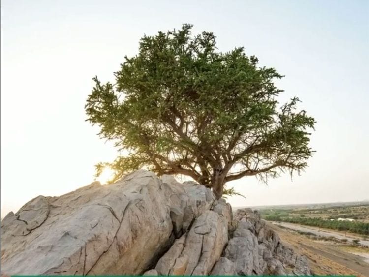 AD-rare-tree-1618817548144