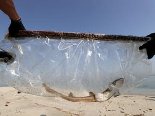 Photos: Dubai-bred baby sharks released into sea