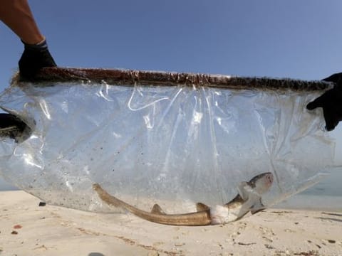Photos: Dubai-bred baby sharks released into sea