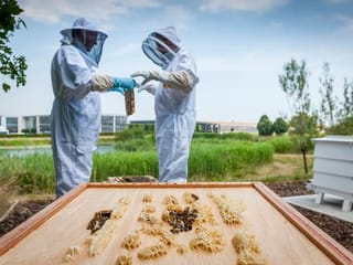 Rolls-Royce is looking for volunteer beekeepers!