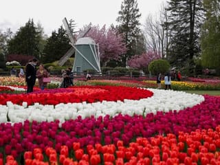 Photos: Fields of tulips in Washington