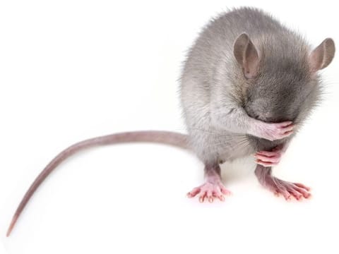 The police also claimed to have 'arrested' one of the 'accused' rats, which will now be produced before the court as proof. 