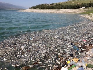 Photos: Polluted Lebanon lake spews out tonnes of dead fish