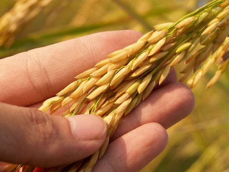 wheat crop