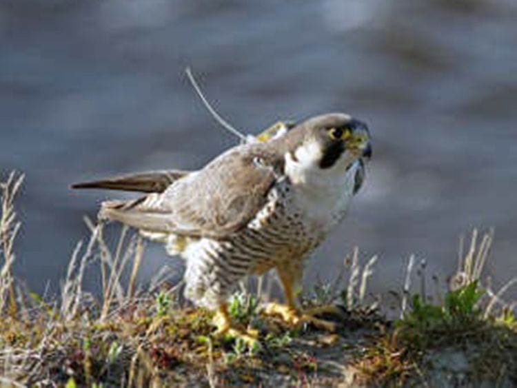 Satellite-tagged peregrine in Russia-1620218211692