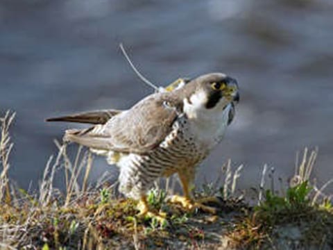 The peregrine falcon is a culturally important species in the UAE, and plays an integral role in facilitating falconry, one of the UAE’s rich cultural traditions.