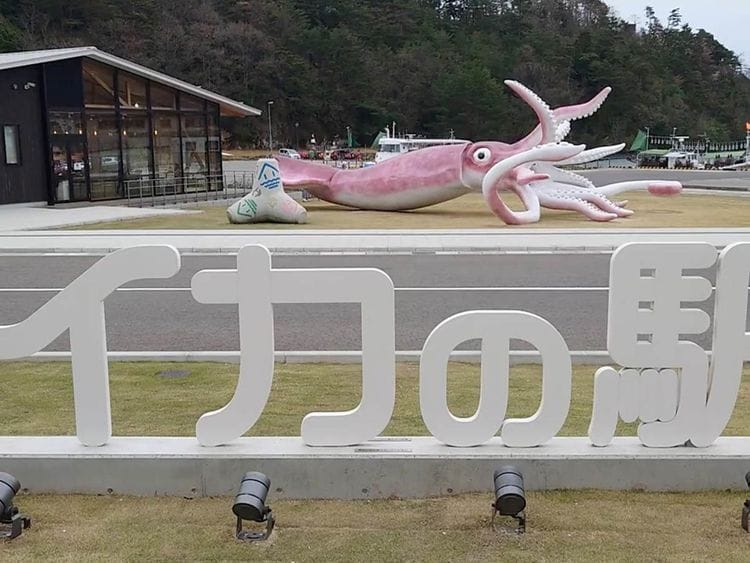Squid COVID