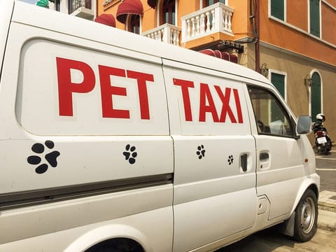 Pet taxis are here to save the day for you and your furry friend.