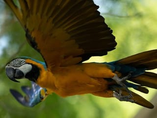 Photos: Last wild macaw in Rio is lonely and looking for love