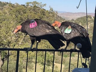 Photos: Flock of giant California condors trash woman's home