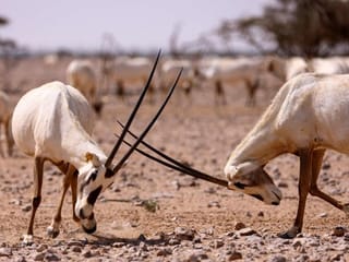 Photos: Arabian Oryx at Al Wusta Wildlife Reserve in Oman