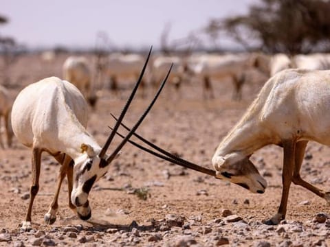 Photos: Arabian Oryx at Al Wusta Wildlife Reserve in Oman