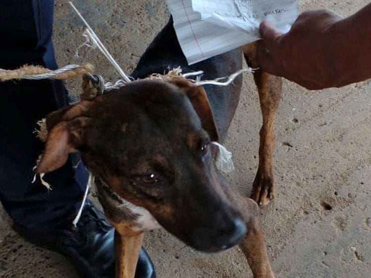 Dog caught