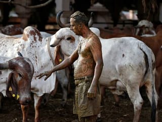 Photos: Indian doctors warn of 'health risks' from using cow dung as COVID-19 cure