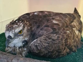 Video: A rare migratory bird rescued by Dubai resident