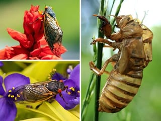 Photos: Brood X cicadas emerge in US States after 17 years underground