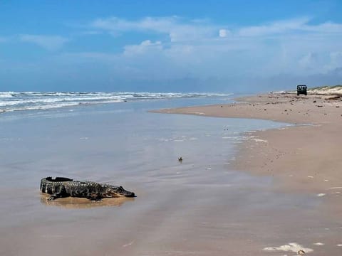 This May 24, 2021 photo provided by the National Park Service shows a young alligator traced to the Louisiana bayous on Padre Island beach in South Texas. 