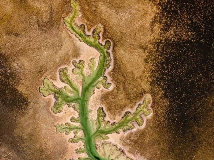 Plant Lake in Abu Dhabi