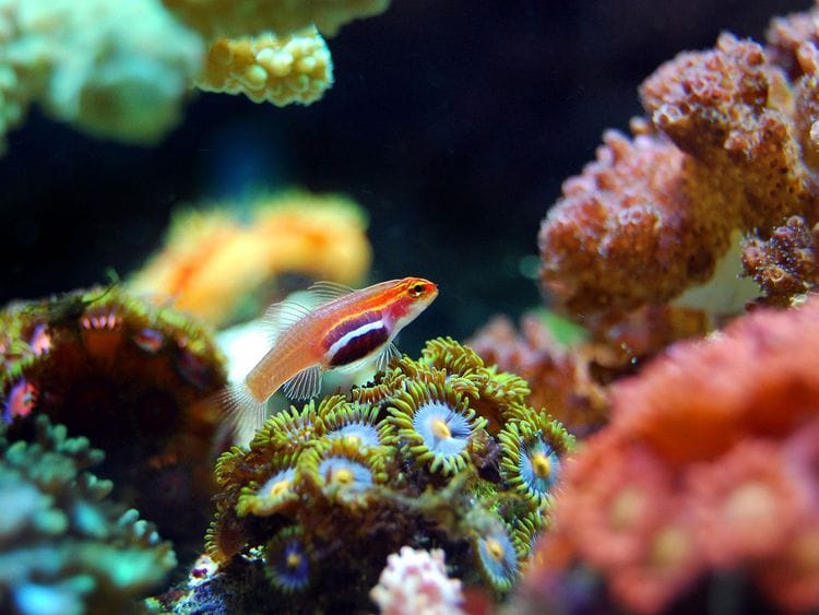 coral reef