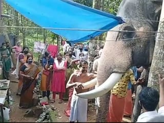 Watch: Video of elephant bidding farewell to dead Kerala mahout in India goes viral