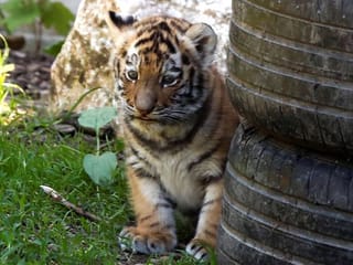 Photos: 'Excited' Polish zoo unveils rare Siberian tiger cubs