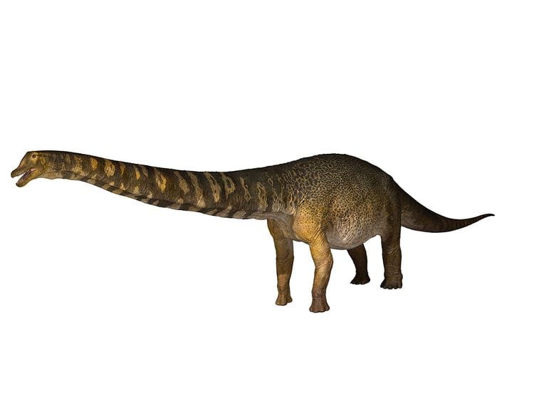 Australotitan cooperensis