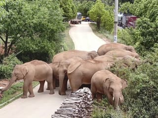 Photos: China's wandering elephants becoming international stars