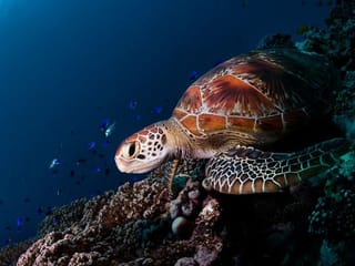 Expo 2020 Dubai spotlights six country pavilions on World Ocean Day