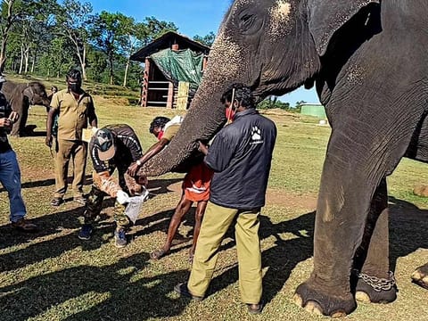 Tamil Nadu Forest Department officials and veterinary doctors collect sample from an elephant for COVID-19 testing, at Mudumalai Tiger Reserve, in Nilgiris district, Tamil Nadu. 