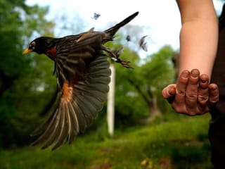 For love of birds: Backyard sleuths boost scientists' work