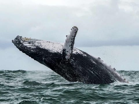 A humpback whale. [Image of illustrative purposes]