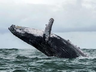 Whale of a tale: US fisherman says swallowed by humpback