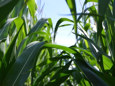 UAE: We can explain to local farmers how best to deal with crops and maximise their yield