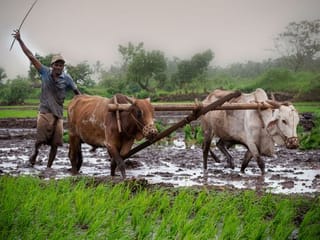 Reader's photo essay: Indian expat in Abu Dhabi shares photos of farmers from the Indian state of Maharashtra
