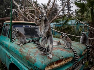 Troubled Chile zoo starts 'Sponsor an Animal' campaign to raise money