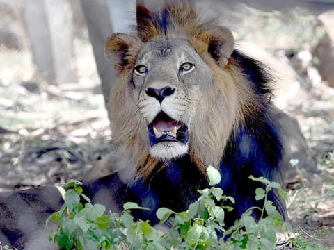A lion at the famous 'Arignar Anna Zoological Park' at Vandalur, in Chennai. 