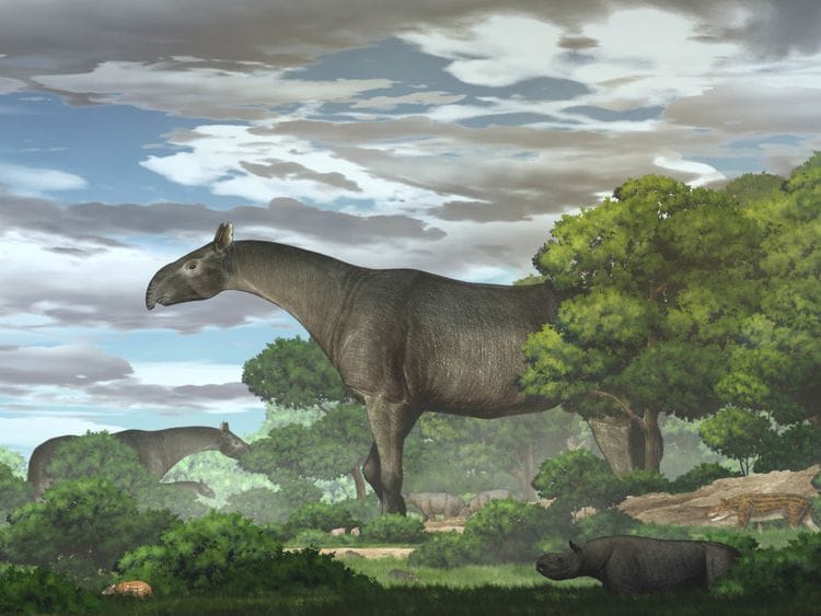rhino-1624007643887
