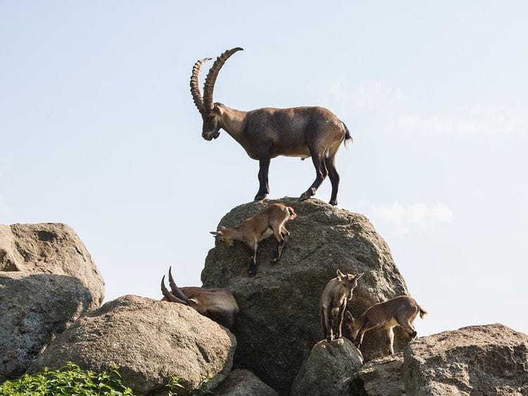 Alpine Ibex