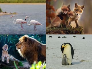 Photos: Meet the best dads in the animal kingdom