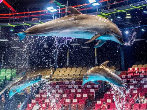 Photos: Fun at Dubai Dolphinarium