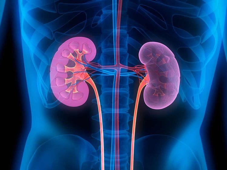 Kidney