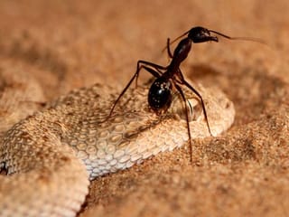 Photos: Gulf News reader shares pictures of snakes, scorpions, insects found in the deserts of Sharjah, Umm Al Quwain, Al Qudra, and Hajar mountains