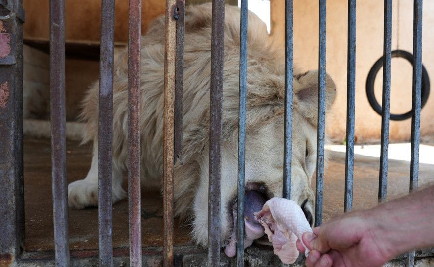 Copy of 2021-06-29T143044Z_1351905063_RC2W6O9BUM04_RTRMADP_3_LEBANON-CRISIS-ANIMALS-1625042711576