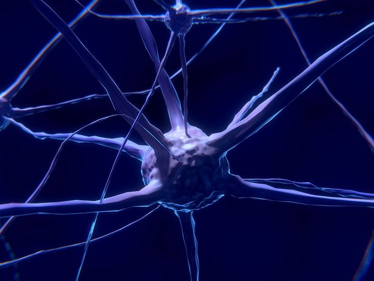 Neuron