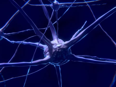 Researchers found that neurons in the TP region were highly selective, responding to faces that the subjects had seen before more strongly than unfamiliar ones. And the neurons were fast -- discriminating between known and unknown faces immediately upon processing the image. | Above:Photo for illustrative purposes only