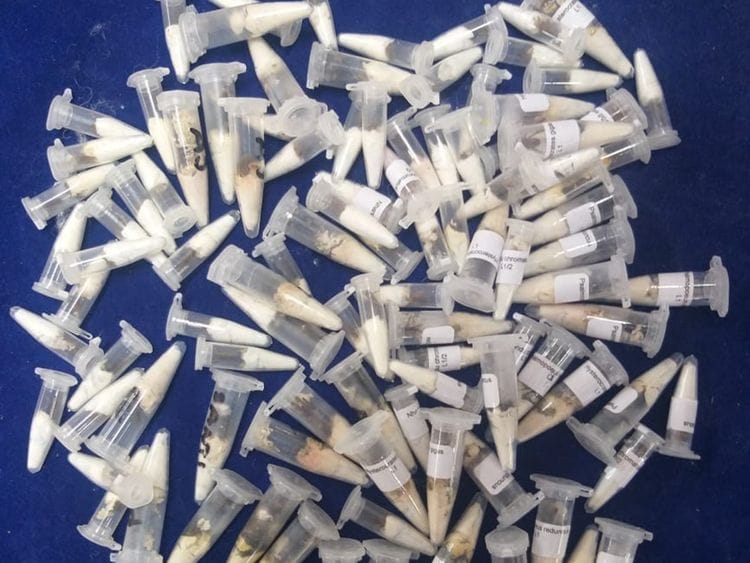 Chennai Air Customs deport foreign spiders sent by post from Poland