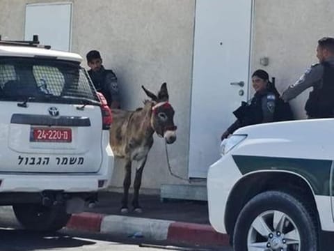  Pictures of the donkey being "detained" by Israeli soldiers went viral on social media, with comments that read: “The occupation [regime’s] persecution and arrest of animals is evidence of its insignificance.”