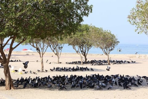 Pigeons take cover under the shade of trees on the seafront of Kuwait City amid extremely high summer temperatures. 