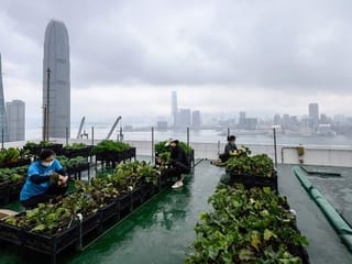 Photos: Hong Kong's urban farms sprout gardens in the sky