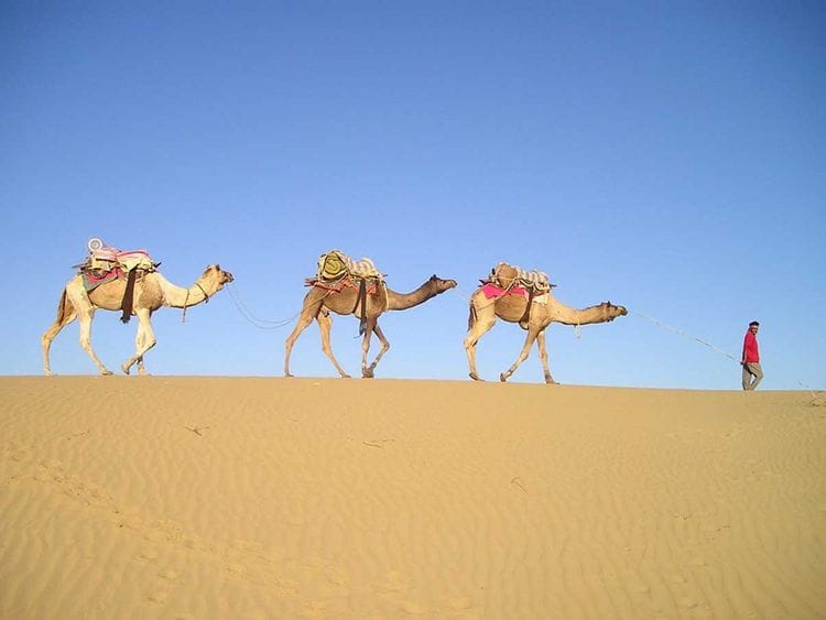 India Rajasthan camel